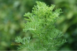 Artemisia Abyssinica_BotanicaEethiopia2011