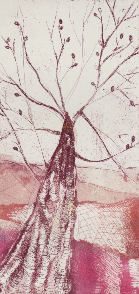 adelaide tree cropped