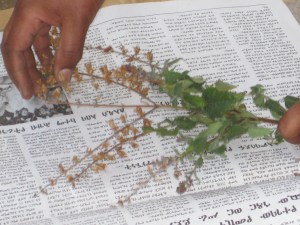 Ethiopia_Sth trip and fiche 560_pressing