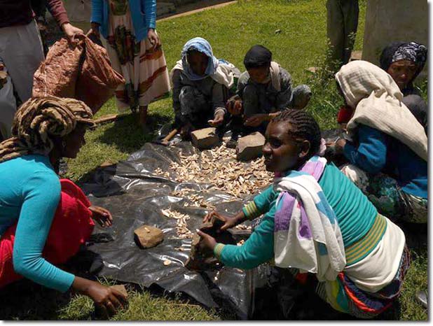 Grinding up bones for bioliquid fertislizer_Etse_Fewus_Herbalists_16